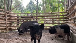 oma farm ll pig farming in Assam