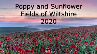 Fields of Flowers in Wiltshire - Poppy and Sunflower