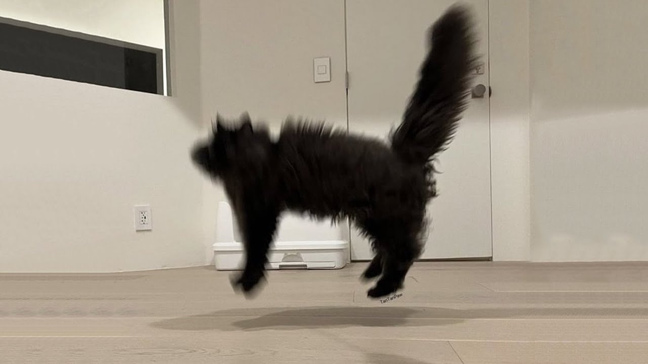 Try Not To Laugh 🤣 New Funny Cats Video 😹  Part 23