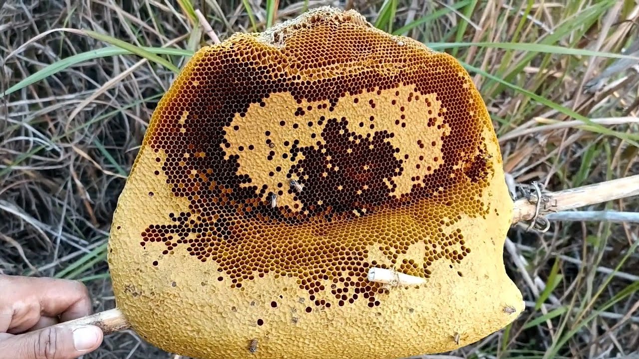 WILD HONEY HARVESTING,FIND GIANT HONEYBEE,HARVESTING HONEYCOMB,WILD HONEY BEE