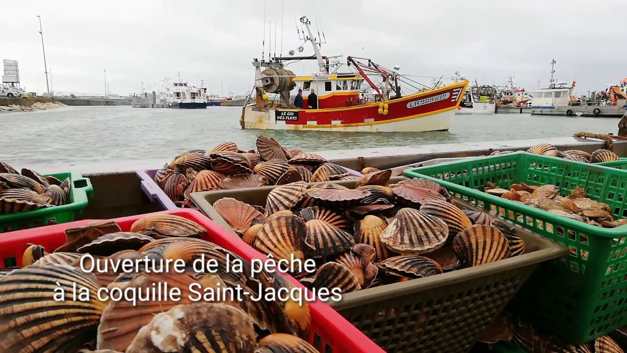 CharenteMaritime ouverture de la pêche à la coquille SaintJacques