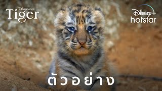 Disneynature's Tiger | ตัวอย่าง | Disney+ Hotstar Thailand