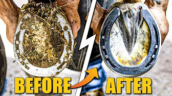 Farrier ASMR | Satisfying Hoof Restoration in 4K
