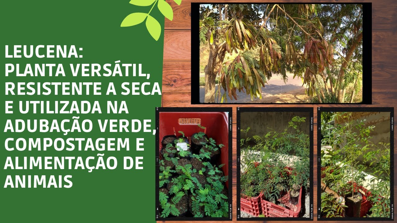 PROPAGAÇÃO DA LEUCENA