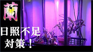 蘭 【LED照明】デンドロビウムなど小さい株、日照不足 生育不足対策？　お試し植物用照明設置！