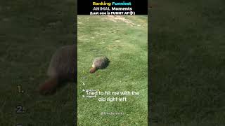 Ranking Funniest ANIMAL Moments😭💀