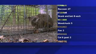 Maine CDC warns of increased numbers of rabid woodchucks in 2023
