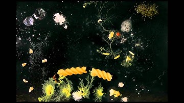 Physarum Experiment No: 016 - likes/dislikes