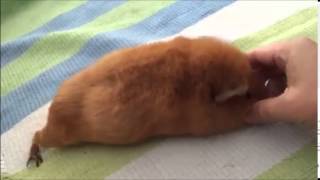 Kvelling Guinea Pig