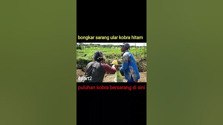 DEDE INOEN BONGKAR SARANG KOBRA PART2