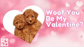 Woof You Be My Valentine?💘🐶 by Petland Topeka 12,701 views 3 months ago 16 seconds