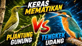 🔥 MASTERAN KASARAN 2026! Tembakan Pijantung Gunung   Tengkek Udang Super Keras & Mematikan
