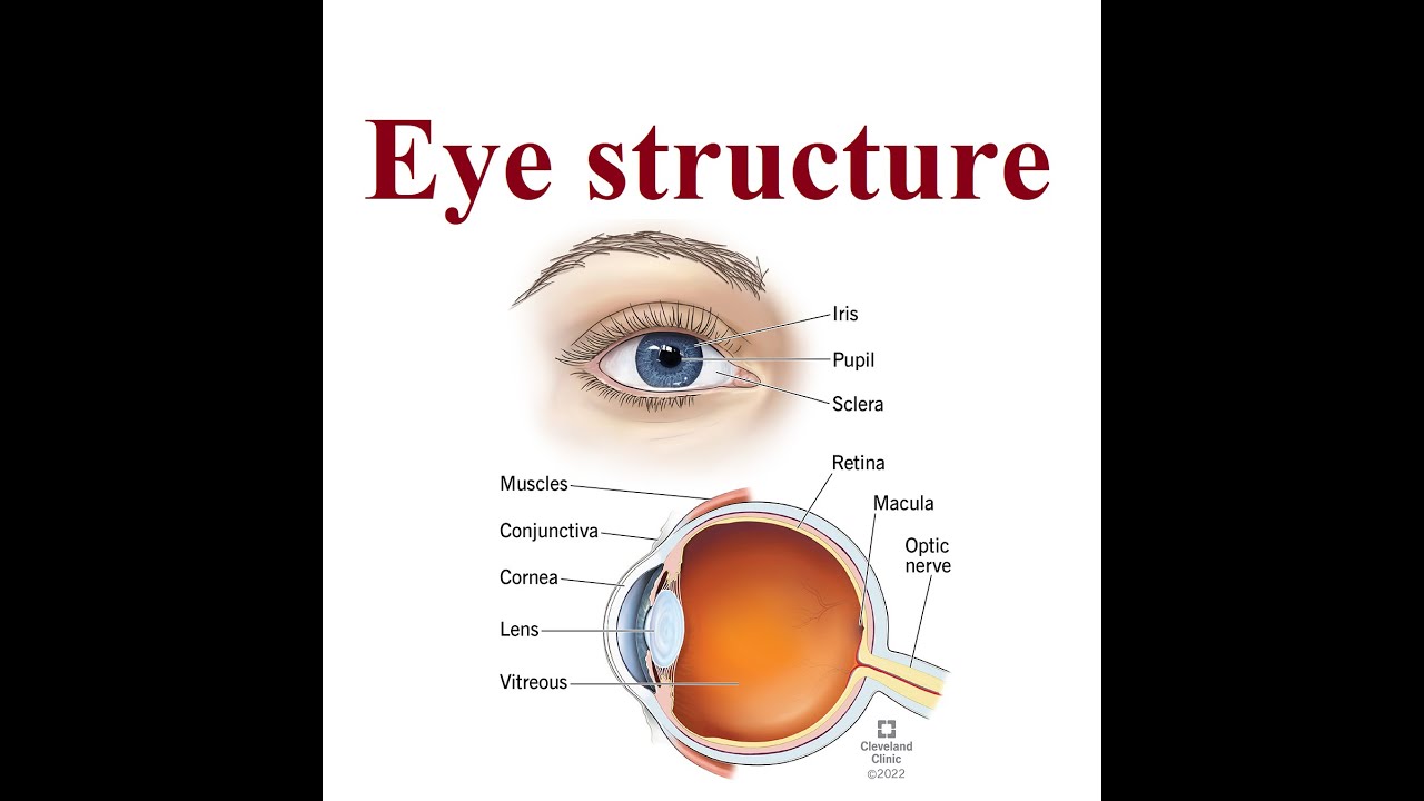 Eye Anatomy and structure | 2024 - YouTube
