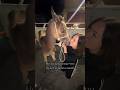 #horse #on #equestrianjourney #horseenthusiast #equestrian #horsefan #automobile #fyp