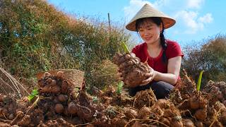 1000++kg Forest Taro Harvest and Countryside Market Selling | Cleaning and Caring for Animals