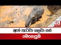 ඇත්|sin
