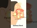 #class10#Digestion#Life process#biology#salivaryglands #tyepsofsalivarygland#science #B.sc#class12