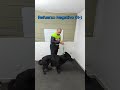 El castigo positivo, el refuerzo negativo, castigo negativo #adiestramientocanino #perrosdetrabajo