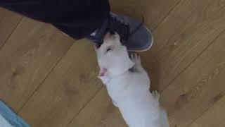 Staffordshire Bull Terrier -Tyson