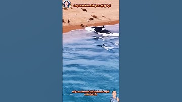 cảnh cá voi sát thủ bơi vào bờ săn bắt hải cẩu #thegioidongvat #shortvideo #shorts