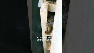 Dangerous Cat Rescue | #cat