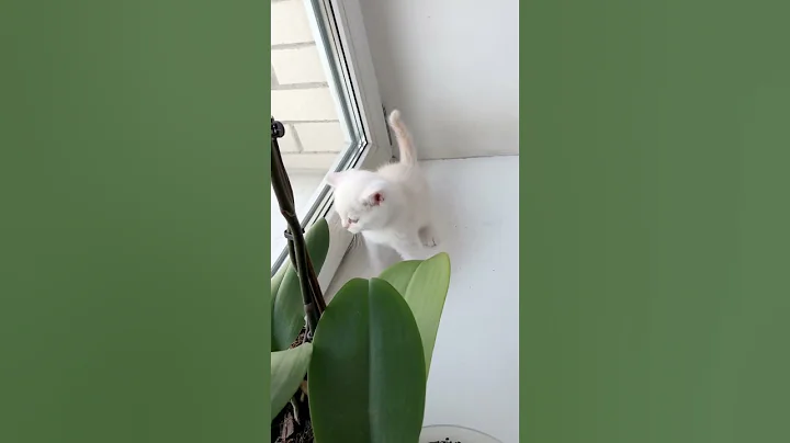 Watch the video about British Kittens Of Cat Kylie #kyliecatkittens #cat #kitten #cute #britishcat #catlover #kitty #pets