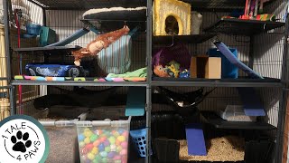 FERRET CAGE TOUR/ SETUP | Best Cage for Ferrets | Ferret Nation Review