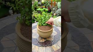 Creative Shaping & Styling for Portulacaria Afra! 🌿✨
