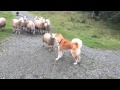 Akita Inu vs Sheep familie :)