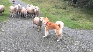 Akita Inu vs Sheep familie :)