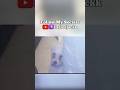 My Dogs Are So Cool| #funny #residentevil #re4 #gaming #funnyclips #leon #Dogs #gaming #gamingclips