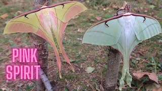Pink Spirit Moth - Mythical Insect - Actias rhodopneuma