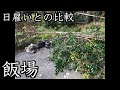 飯場生活2日目。木を切りまくる回。サビとの格闘。日雇いとの比較【西成飯場労働生活④】【西成あいりん地区】