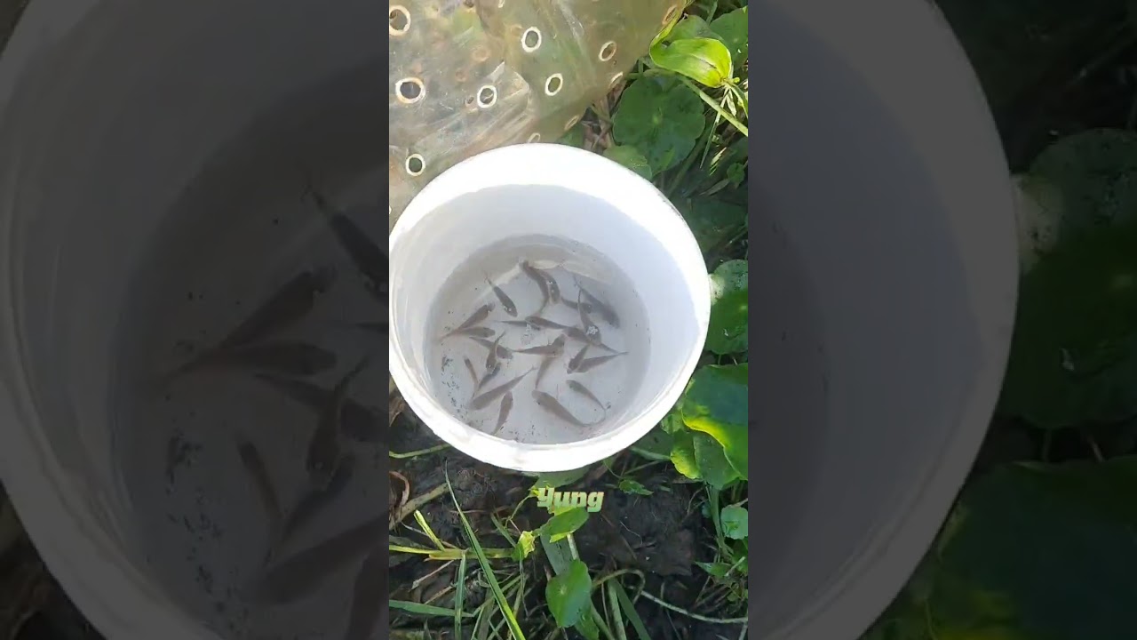 Ang dami ng tilapia na nahuli ng isang  fish trap ko