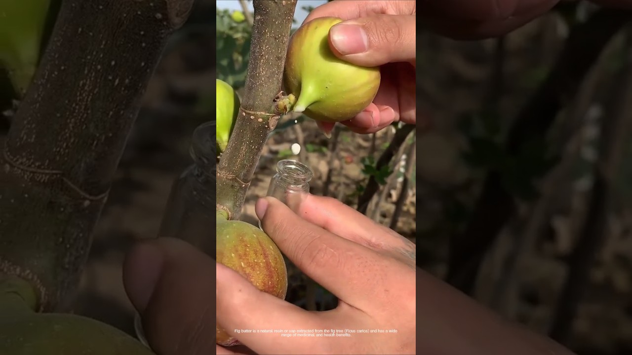 Fig Butter: The Anti-Inflammatory and Beauty Secrets You Don’t Know