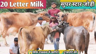 20 Letter Milk 🎉 3 गाय और 3 भैंस बिकाऊ 👌 सिर्फ 35000 से दाम शुरू 👍 ट्रांसपोर्ट फ्री ✅ Dairy Farm