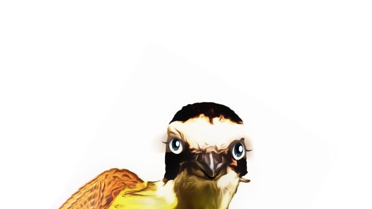 The Animal Sounds Kiskadee Calls   Sound Effect   Animation