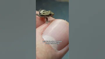 Why Are My Geckos Lesbian 