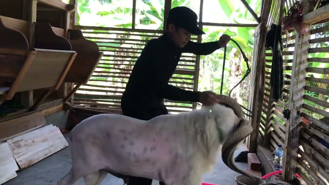 Mengeluarkan Domba Garut Agresip Dari Kandang