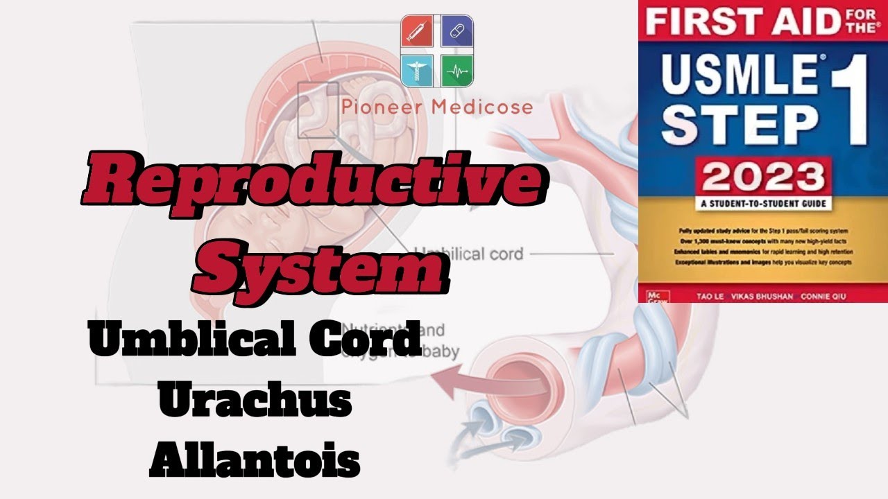 USMLE Step 1 In Hindi Embryology Of Reproductive System Umbilical Cord usmle-step-1-in-hindi-embryology-of-reproductive-system-umbilical-cord