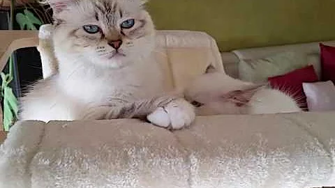 Watch the video about Ragdollkatzen - Mutter mit Tochter. ..chocolate lynx mitted und lilac mitted