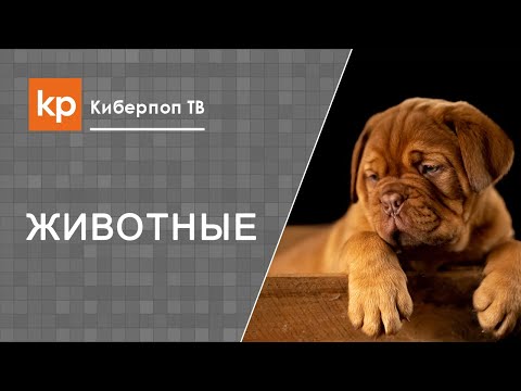 Усыплять животных - грех?