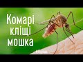 Що робити? Комарі, кліщі і мошка в походах