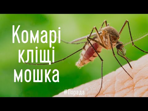 Що робити? Комарі, кліщі і мошка в походах