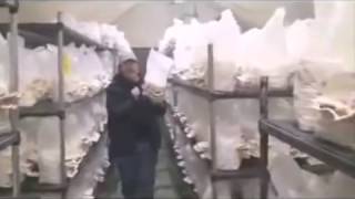 mushrooms cultivation