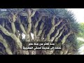 أنا الشاهد نتعرف على شجرة دم الأخوين أو دم التنين في المغرب 