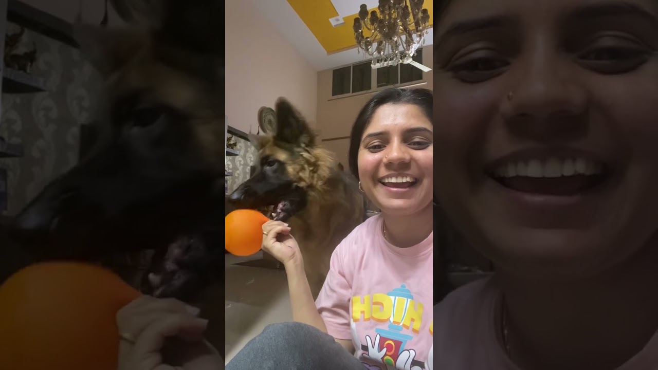 Wait for the end 😂 the next level satisfaction 😅😁 #germanshepherd #germanshepherdpuppy #dog