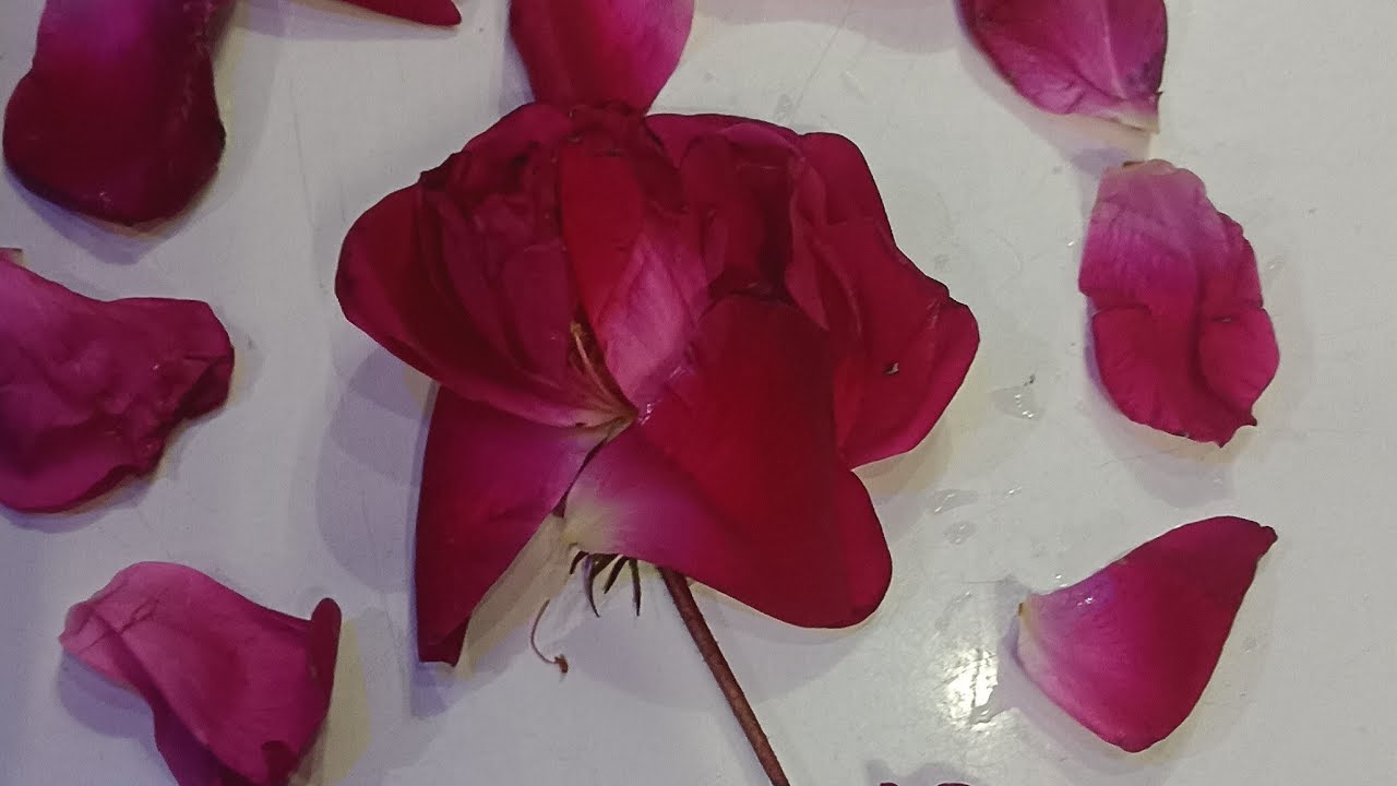 Garden9plants is live! 