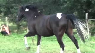 Horses Mating Up Close And Hard For A Long Time 2015 | Funny Animals Compilation Animal Videos Horses Mating Up Close And Hard For A Long Time 2015 | Funny Animals Compilation Animal Videos