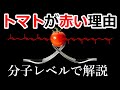 トマトが赤い理由を分子レベルで説明できるようになる動画【化学研究者がガチ解説】